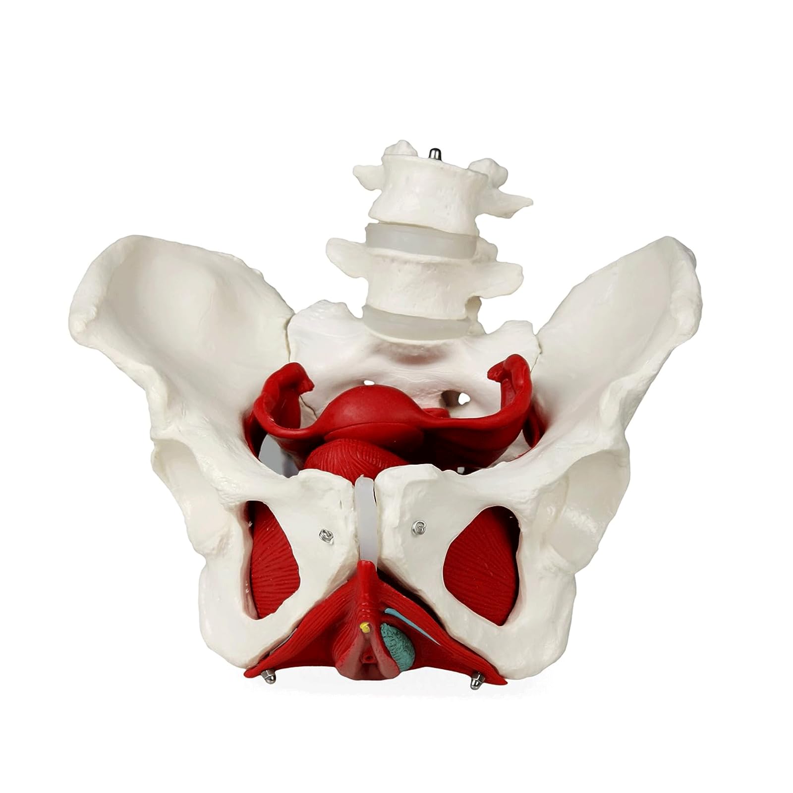 YNIYUJKL Ovarian Model Pelvic Floor Muscles And Reproductive Organ Ovarian Pathology Uterus Model With Removable Organs For Teaching Learning Display Tool Uterus Model