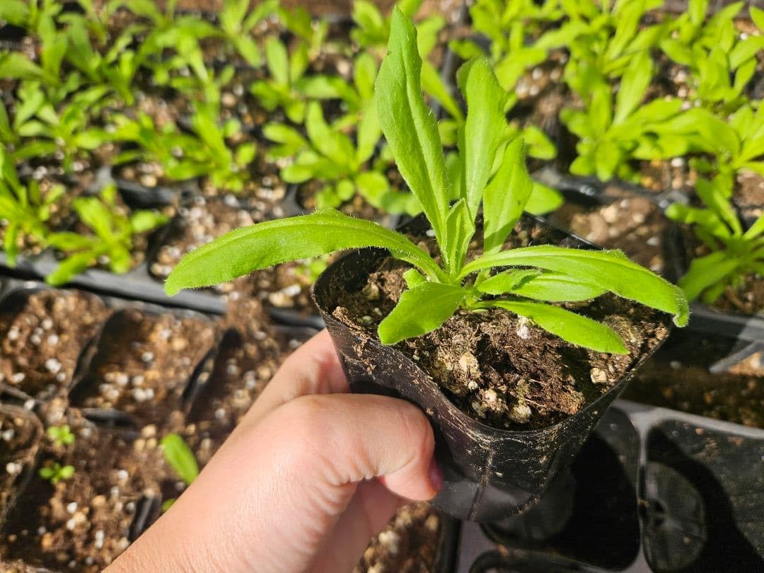 Amazon.co.jp: 帝王貝細工 ヘリクリサム 寄せ植え 抜き苗 10苗 : ホビー