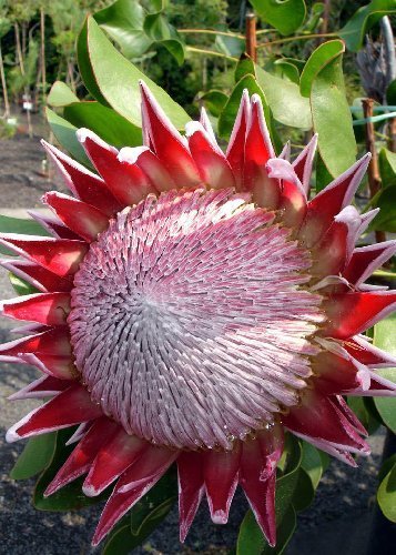 プロテア スサラ おしゃれ 観葉植物 花苗：プロテア スザーラ*7号 スサラ 現品をお届け