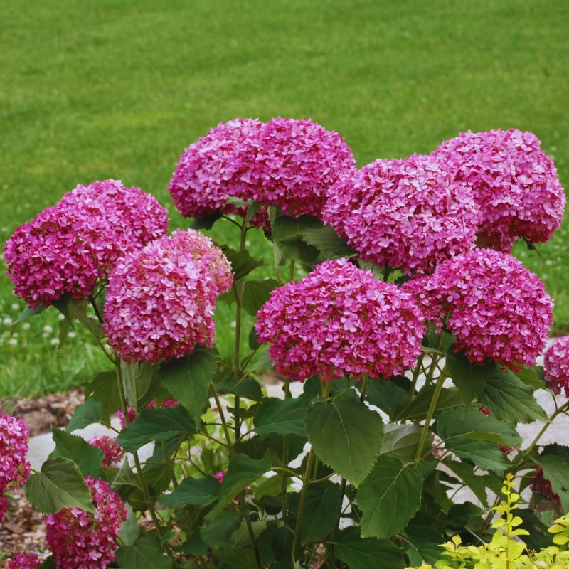 HILROQG Deep Pink Hydrangea