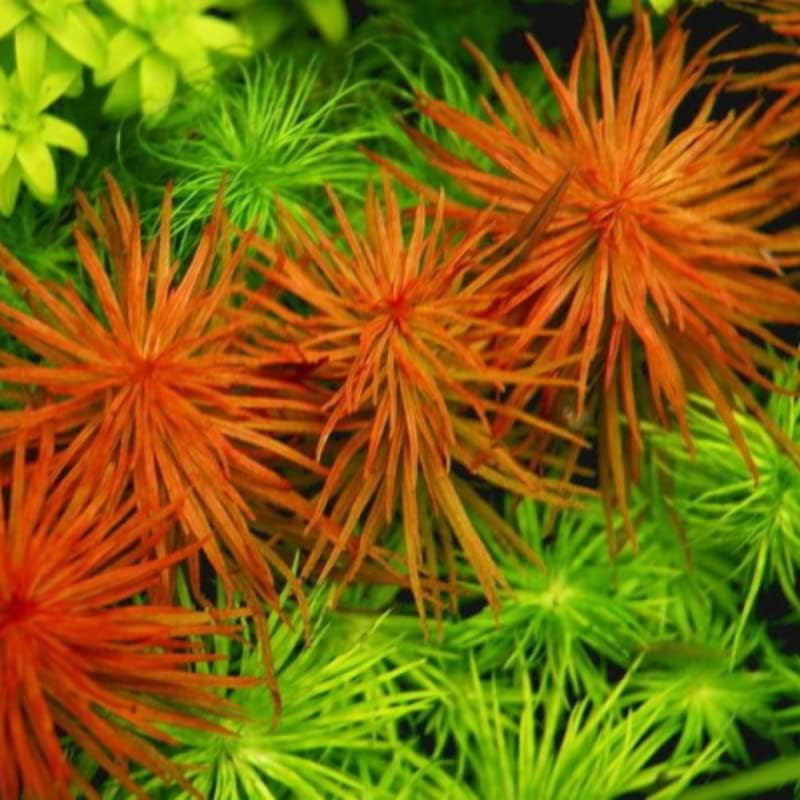 6 tallos Rotala Wallichii - Planta de acuario vivo