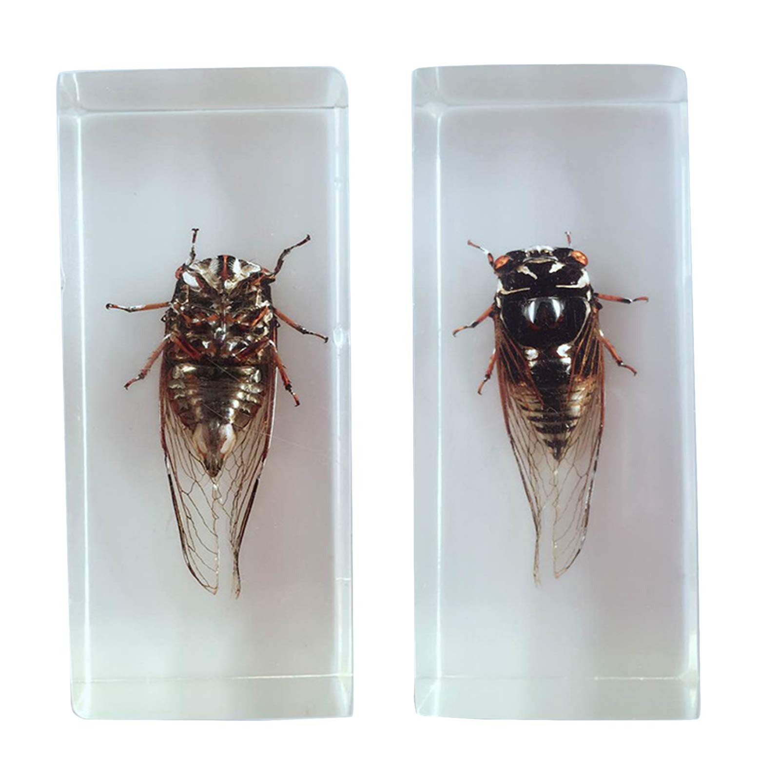 Amazon.co.jp: 昆虫埋め込み標本 本物のセミ標本モデル 本物の生き物
