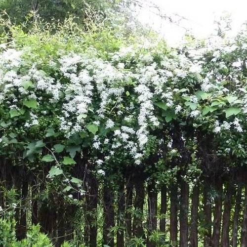 Gardenersdream Weiße Clematis Kletterpflanze CNPLANTS_CLEWHI_9CM_#1_GD