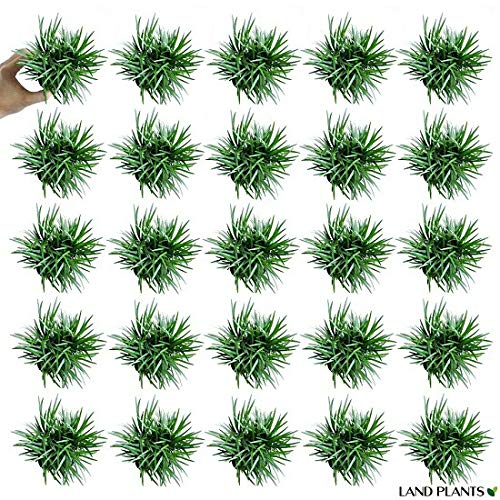 たまりゅう  Amazon.co.jp: タマリュウ【ポット】20個「タマリュウ専門店