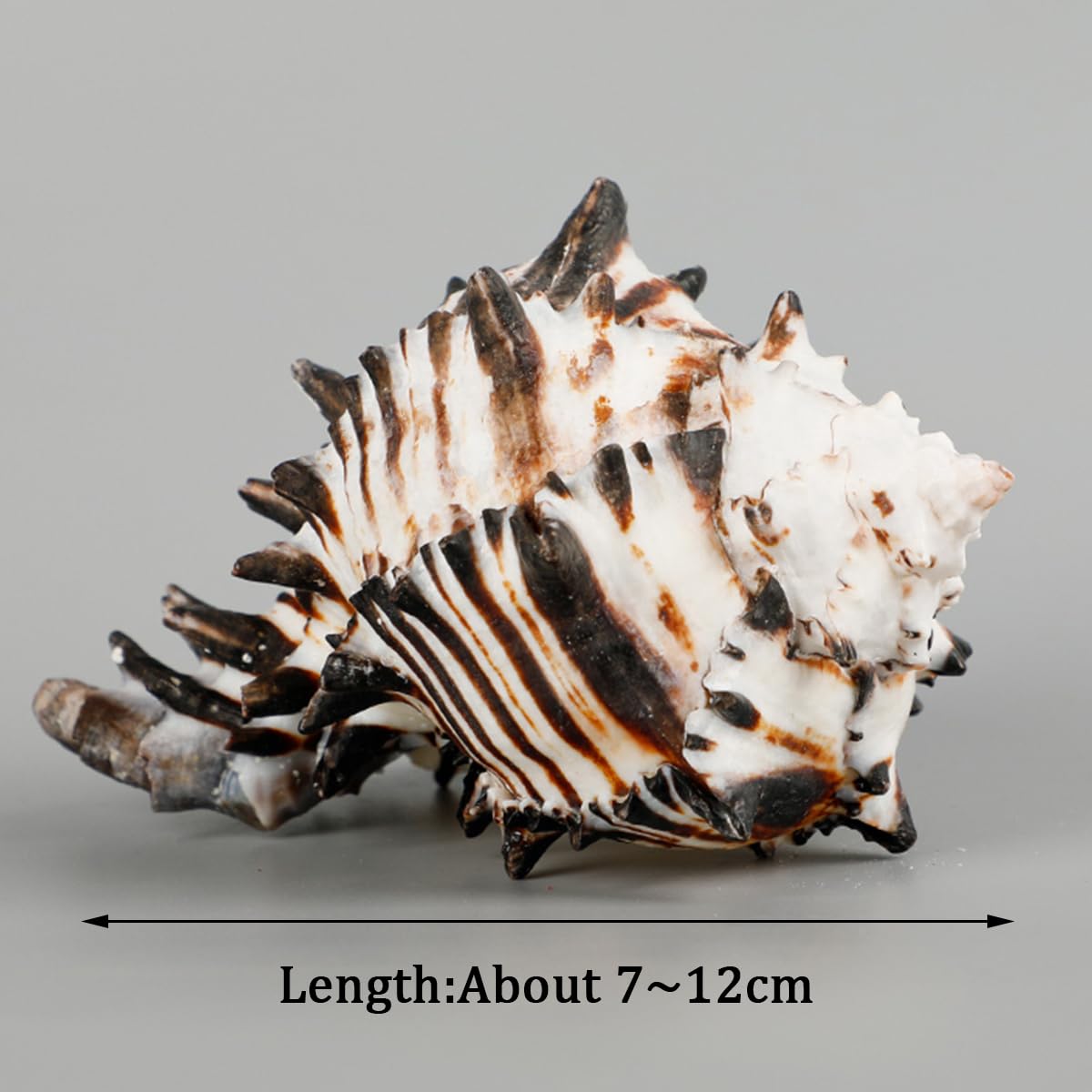 Coquillage, Énorme conque océanique 7~12 Cm, Coquillages rares, Parfaits Le(9~11cm)