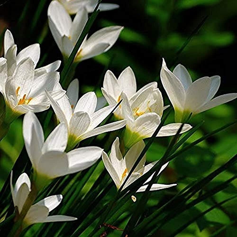 6pcs white zephyranthes bulbs charming fresh perennial planted in sunny environment rain lily flowers bloom beautiful perennial herbaceous flowers