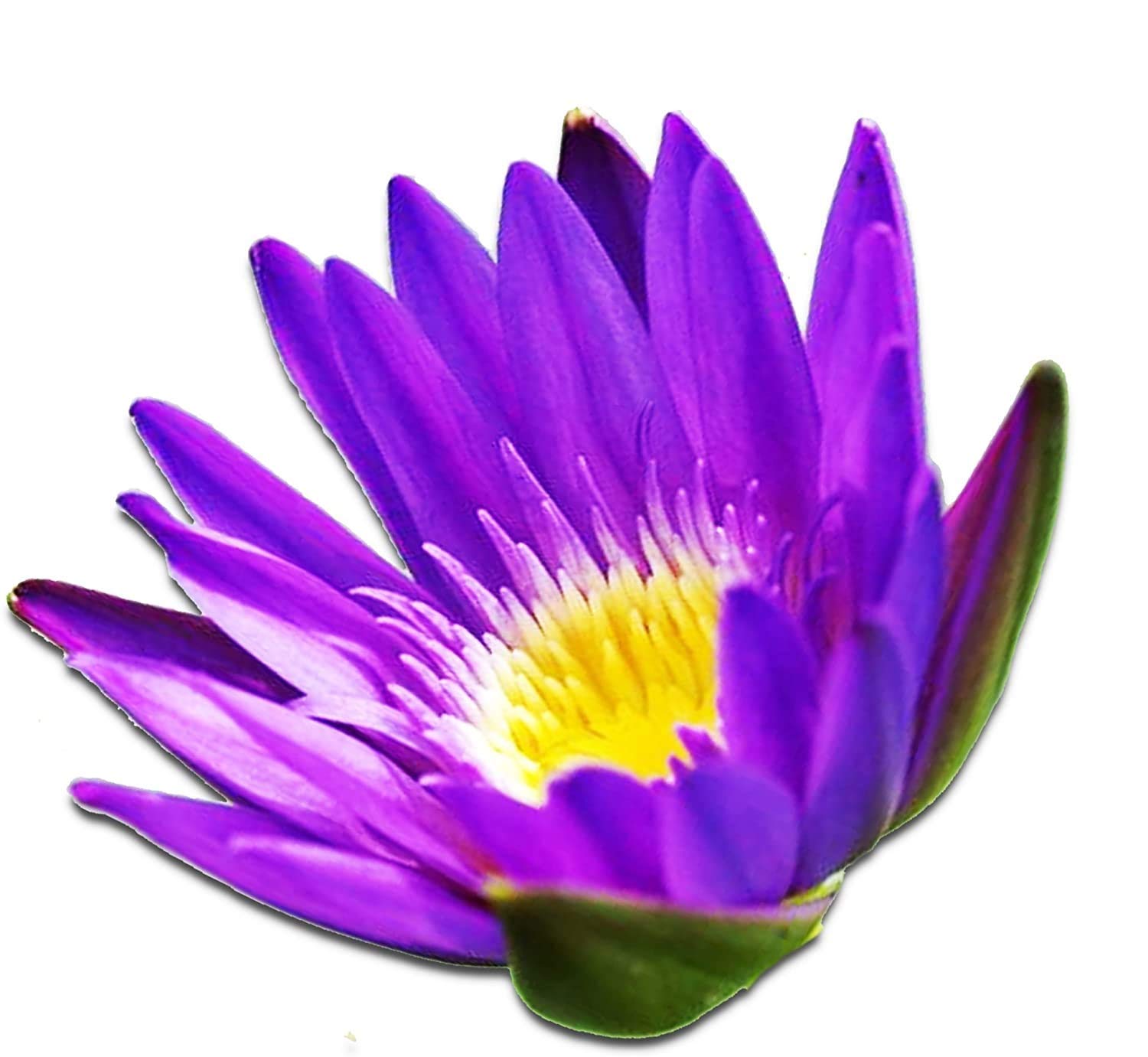 Live Aquatic Plant Nymphaea King of Blue Siam Tropical Water Lilies Tuber for Aquarium Freshwater Fish Pond Decorations by Greenpro