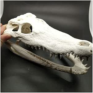 Amazon Co Jp 本物のワニの頭蓋骨標本 動物の頭蓋骨モデル 本物のワニ風水風水オーナメント 剥製用品 アートボーン 獣医 医学 1 1 コレクション 工芸品 産業 研究開発用品