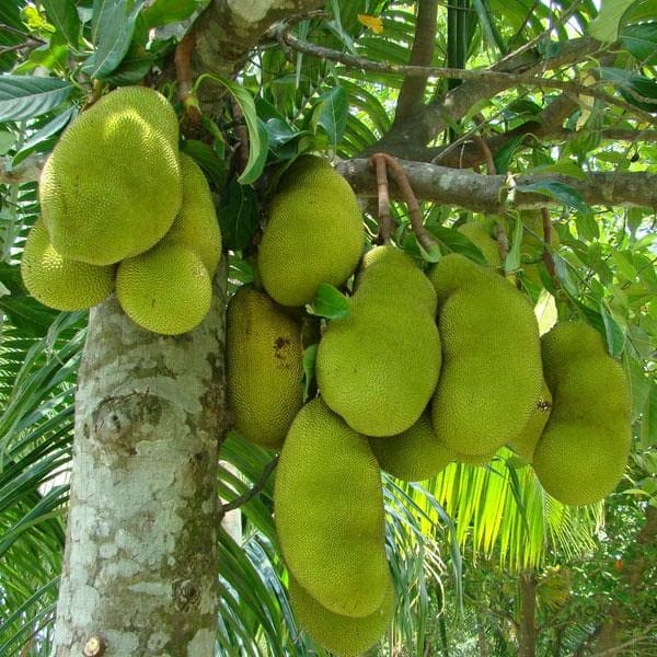 Mphmi Live Plant Nursery NCR Jack Fruit,Fanas Kathal, Artocarpus Bonsai vietnam jackfruit Heterophyllus (Grafted) - Plant