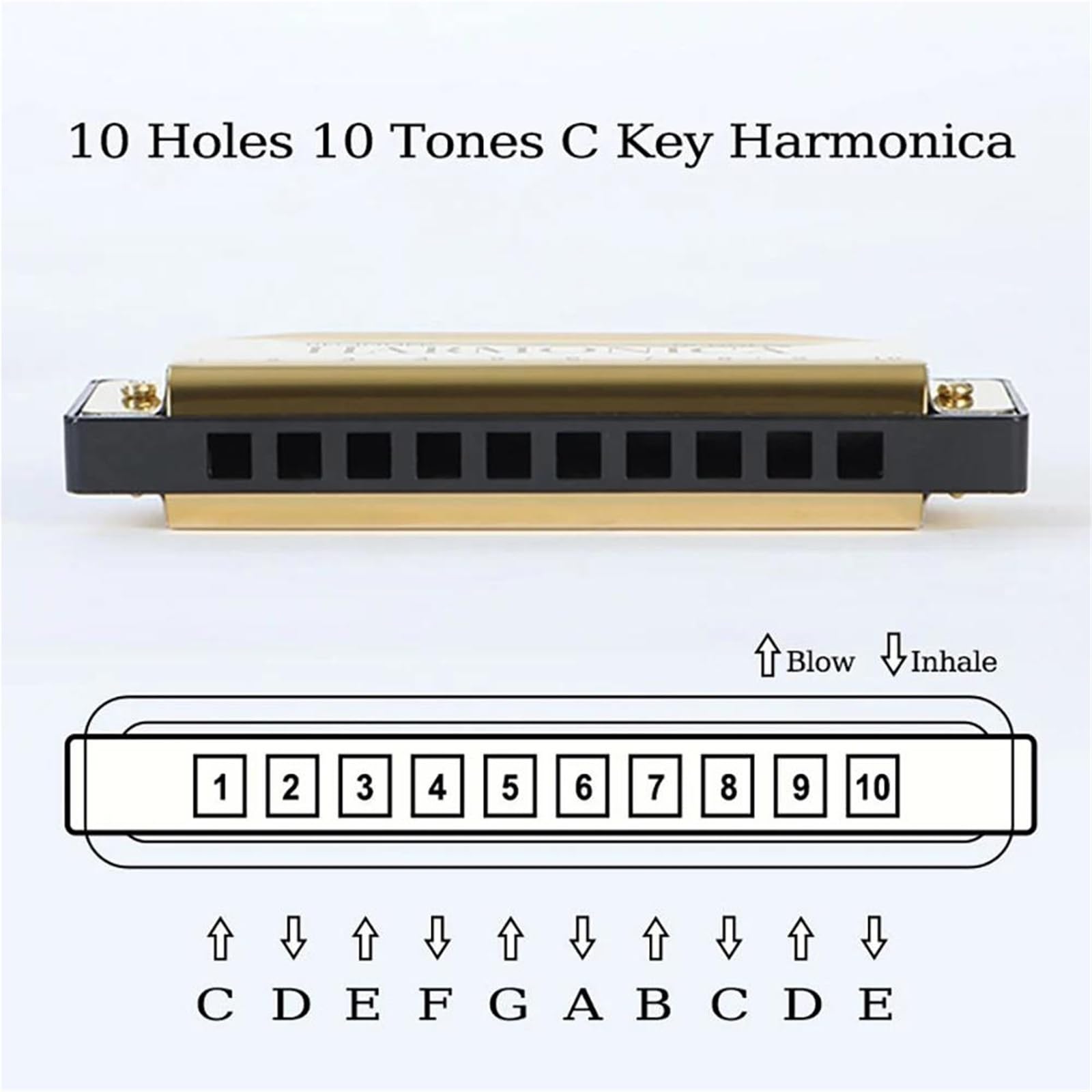 Mundharmonikas Für Anfänger Und Erwachsene Diatonisches Mundharmonika-Instrument mit 10 Löchern in C-Dur(Red)