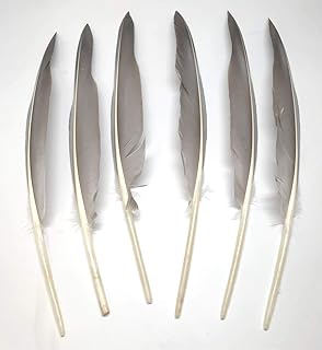 Gray Goose Wing Quills 9-12" (Gray, per 12)