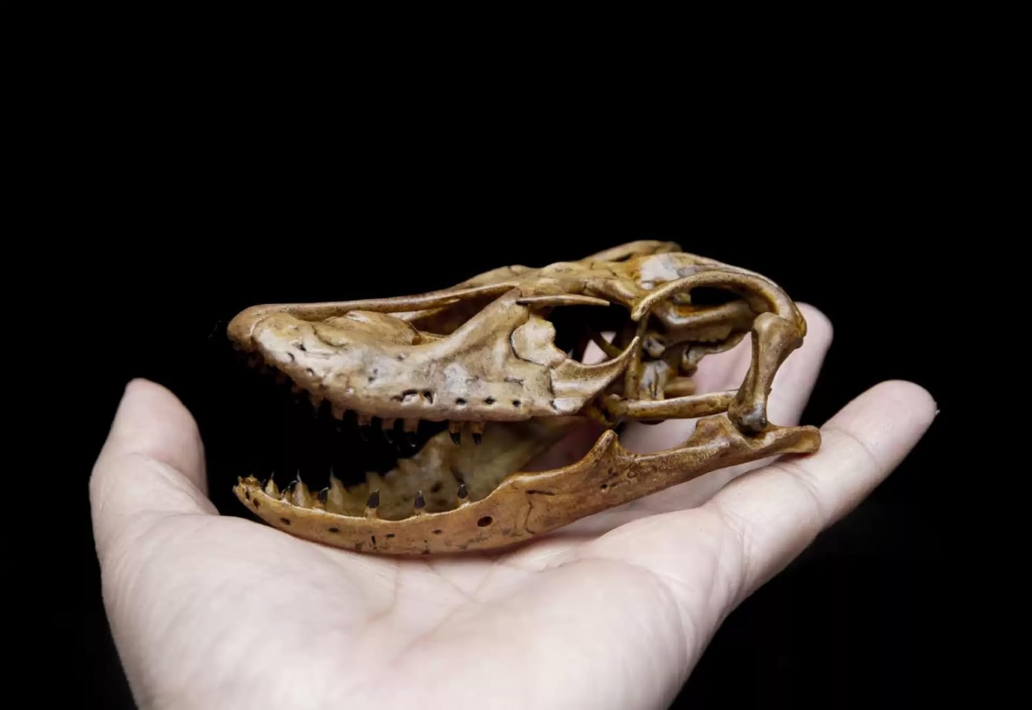 1:5 Scale Varanus Poesty Figure Skeleton Collector Megalania poesty Model Lizard GK Decorr Resin Model Realistic Dinosaur Gift for Adult