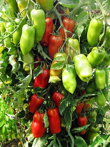 30 Italian San Marzano Paste Tomato Seeds, Heirloom Non-GMO, Indeterminate, Open-Pollinated, Productive, Delicious, from USA Solanum lycoperscium