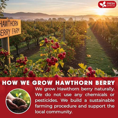 Image of FreshDrinkUS, Premium Hawthorn Berry Tea - 75 Tea Bags - 100% Natural Herbal Infusion, Caffeine-Free, Rich Aroma & Smooth Taste. Vegan