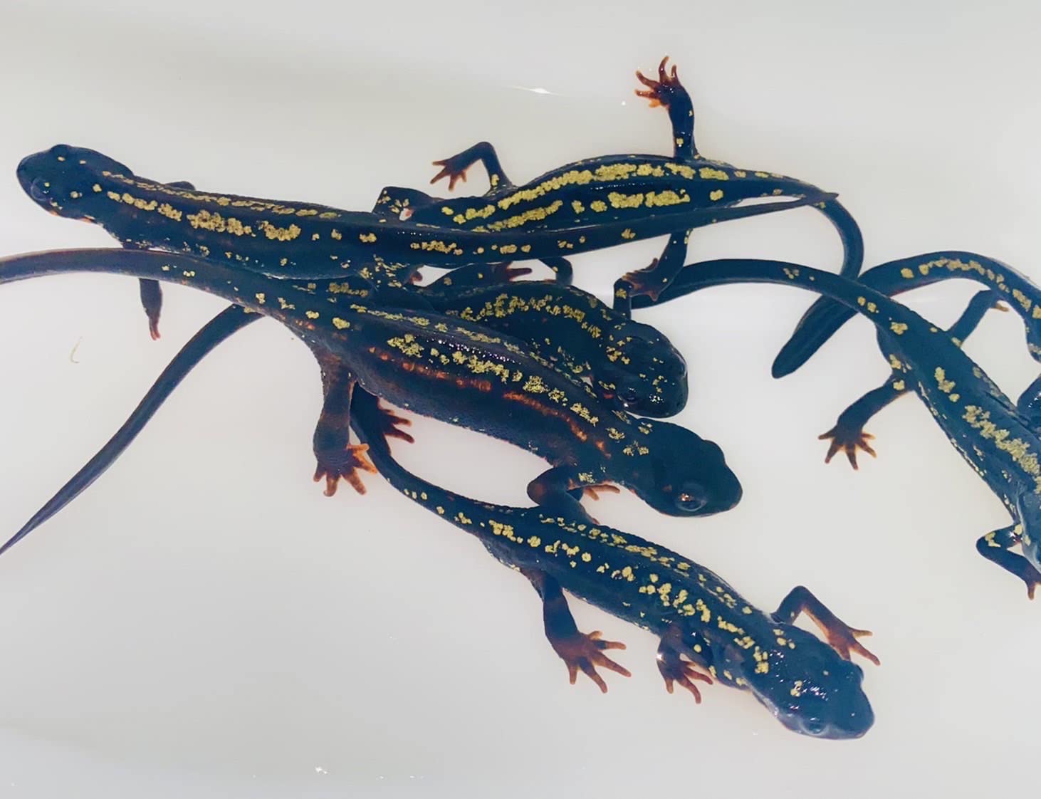 沖縄シリケンイモリ 複数ペア入荷 アカムシ、コオロギたべます。