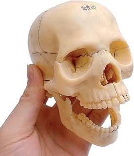 GTHTUHFD Mini Cráneo Humano Marrón De 14 Cm. Modelo De Cráneo Desmontable. Simulación Médica De Bellas Artes. Modelo De Cráneo Humano.,Brown-14cm