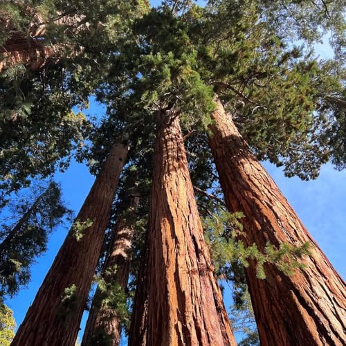 semi di sequoia resistenti - esotiche biologici giardino da esterno Aiule rialzate perenni 350pcs