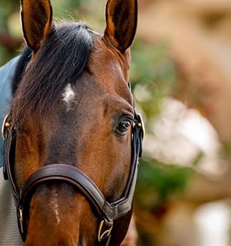 Rambo Micklem Leather Halter