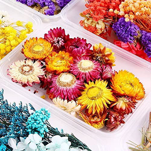 5 Pack Flores Secas Naturales para Manualidades miniatura 3