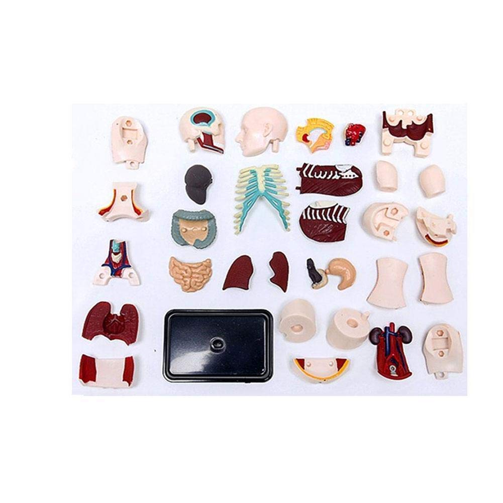 Model edukacyjny model anatomiczny ludzkie ciało narządy wewnętrzne anatomiczny model montażowy biologiczny model ludzki do pomocy dydaktycznych do szkoły, edukacyjny model szkieletu