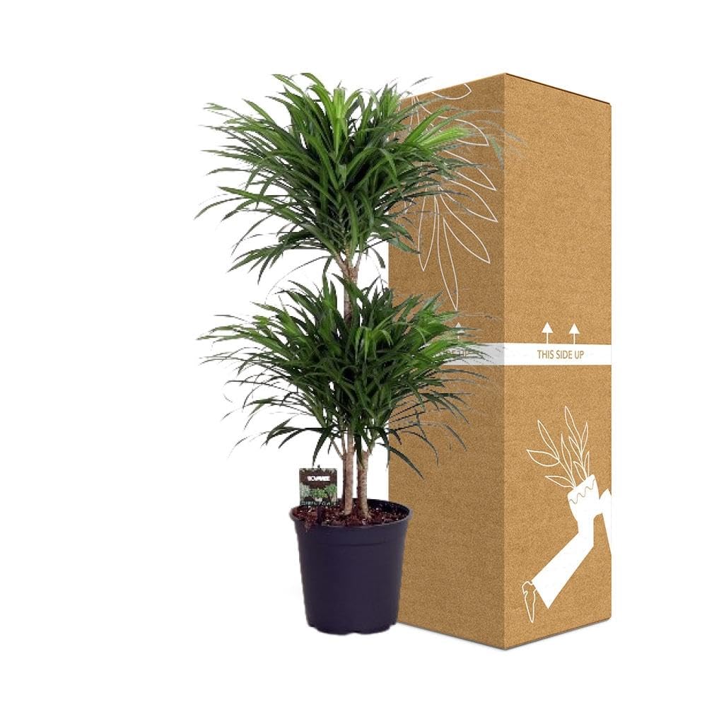 Grnpflanze - Drachenbaum (Dracaena reflexa Anita) mit bertopf - Hhe: 90  cm - von Botanicly : Amazon.de: Garten