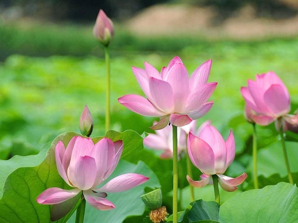 Shiv-Shakti Group Growing Lotus Brings Positive Vibrations Water Plant Live Aquatic (Healthy Plant)-image-29