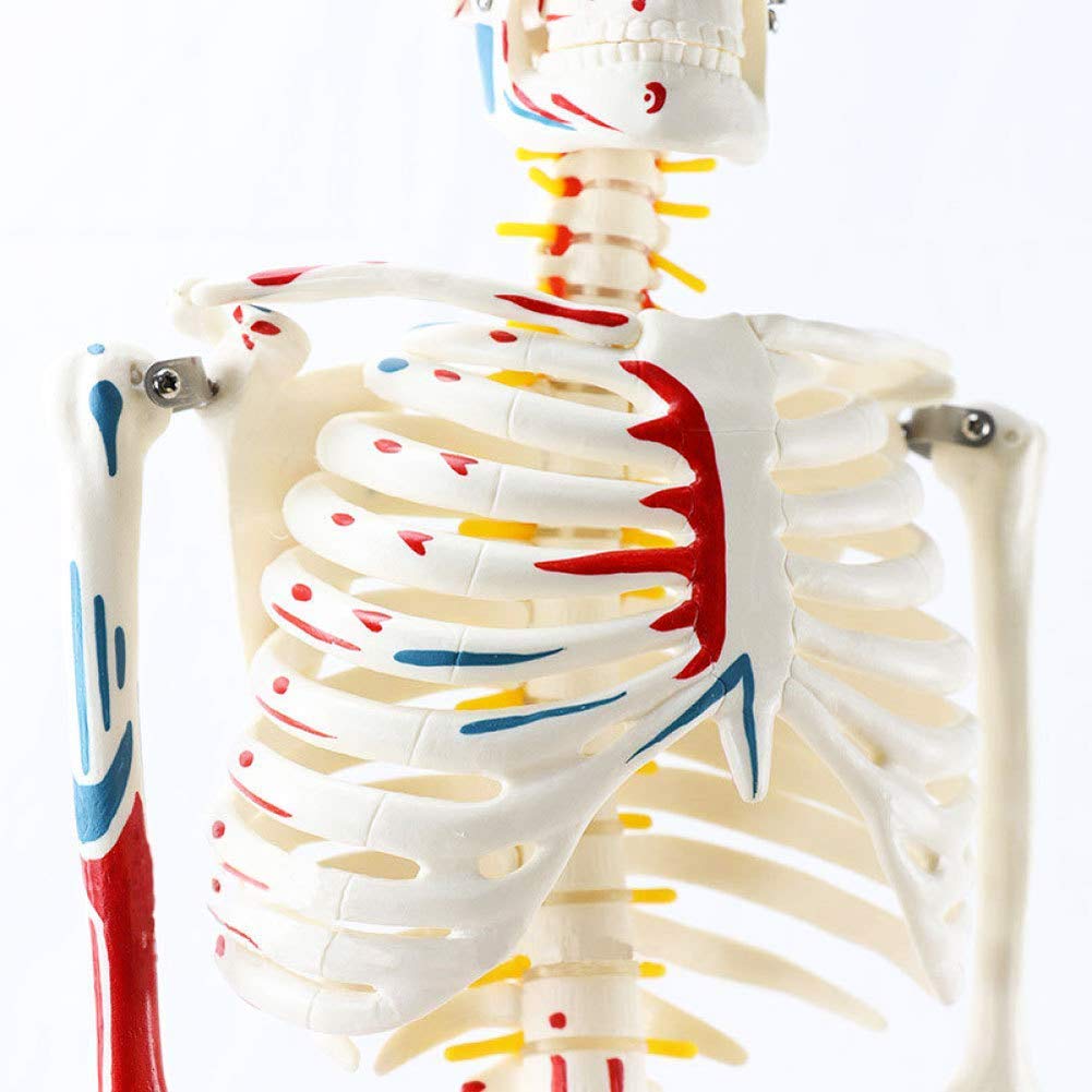 Modèle Anatomique du Corps Humain Modèle Mini Squelette avec des Muscles Peints, 85Cm - Construction Et Le Mouvement du Corps comme Modèle d'apprentissage Ou du Matériel Pédagogique