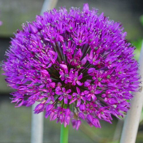 Rotteveel Live Flower Bulbs, Purple Sensation Allium (Pack of 10)
