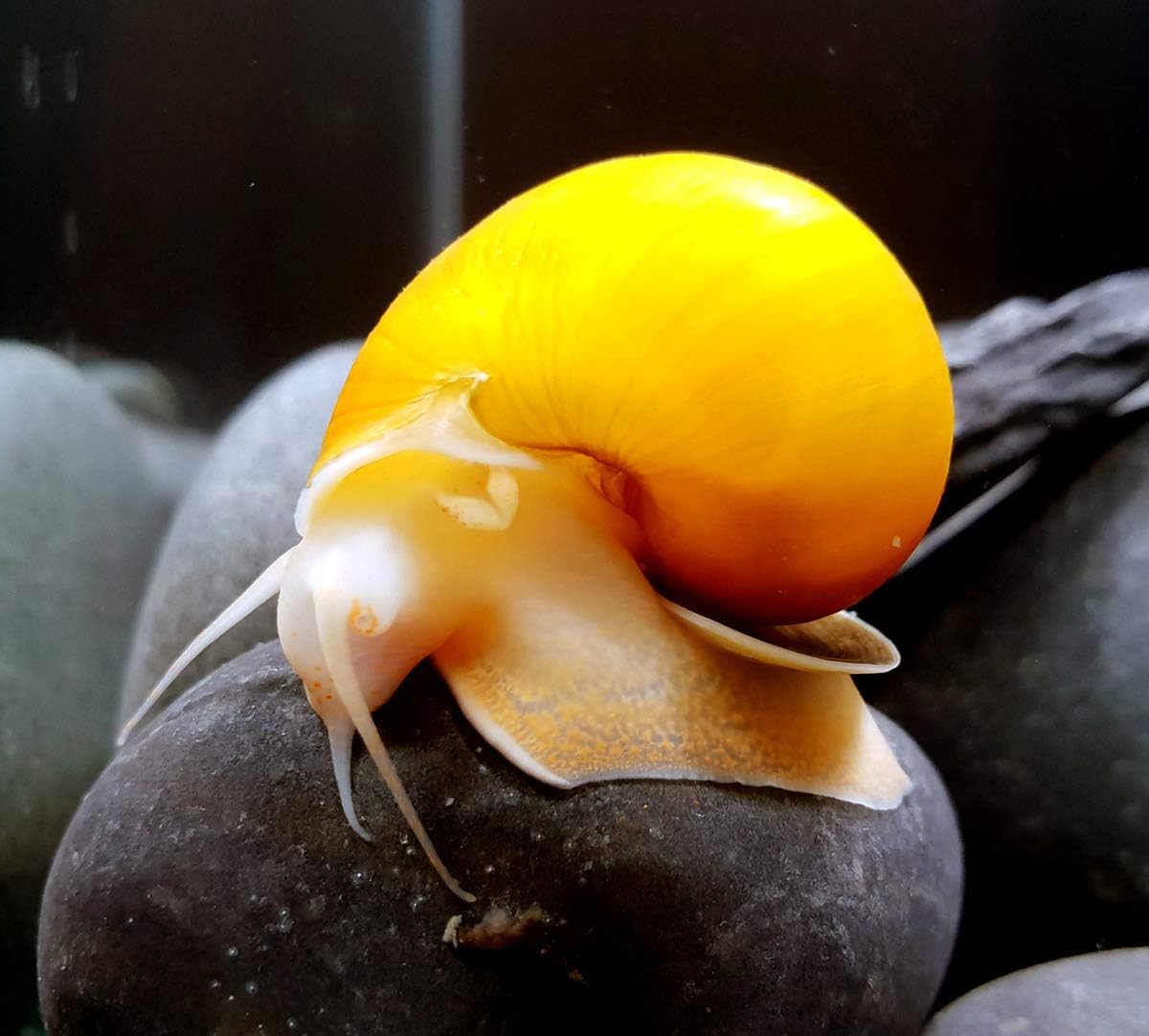 – 1 Gold Mystery Snail – BUY2GET1FREE! Great Addition to Any Freshwater Tank! Active Algae Eater, Bottom Debris and uneaten Fish Food! Perfect Tank Mate for Bettas, Guppy