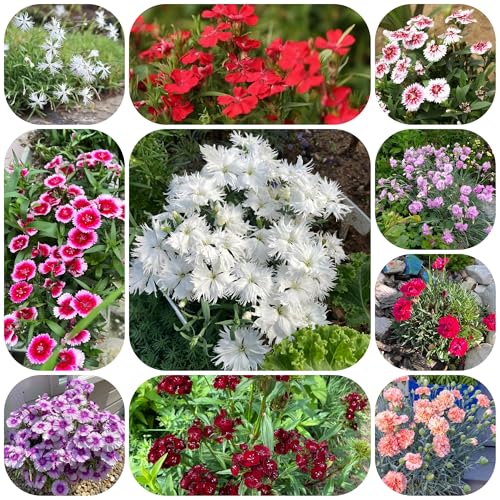 semi di chiodi di garofano, garofano, tappezzante resistenti farfalle decorazione da giardino per esterni autunnali resistenti to rare 120pcs