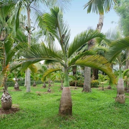 Bottle palm tree seeds || Seed bottle palm tree || 18 seeds