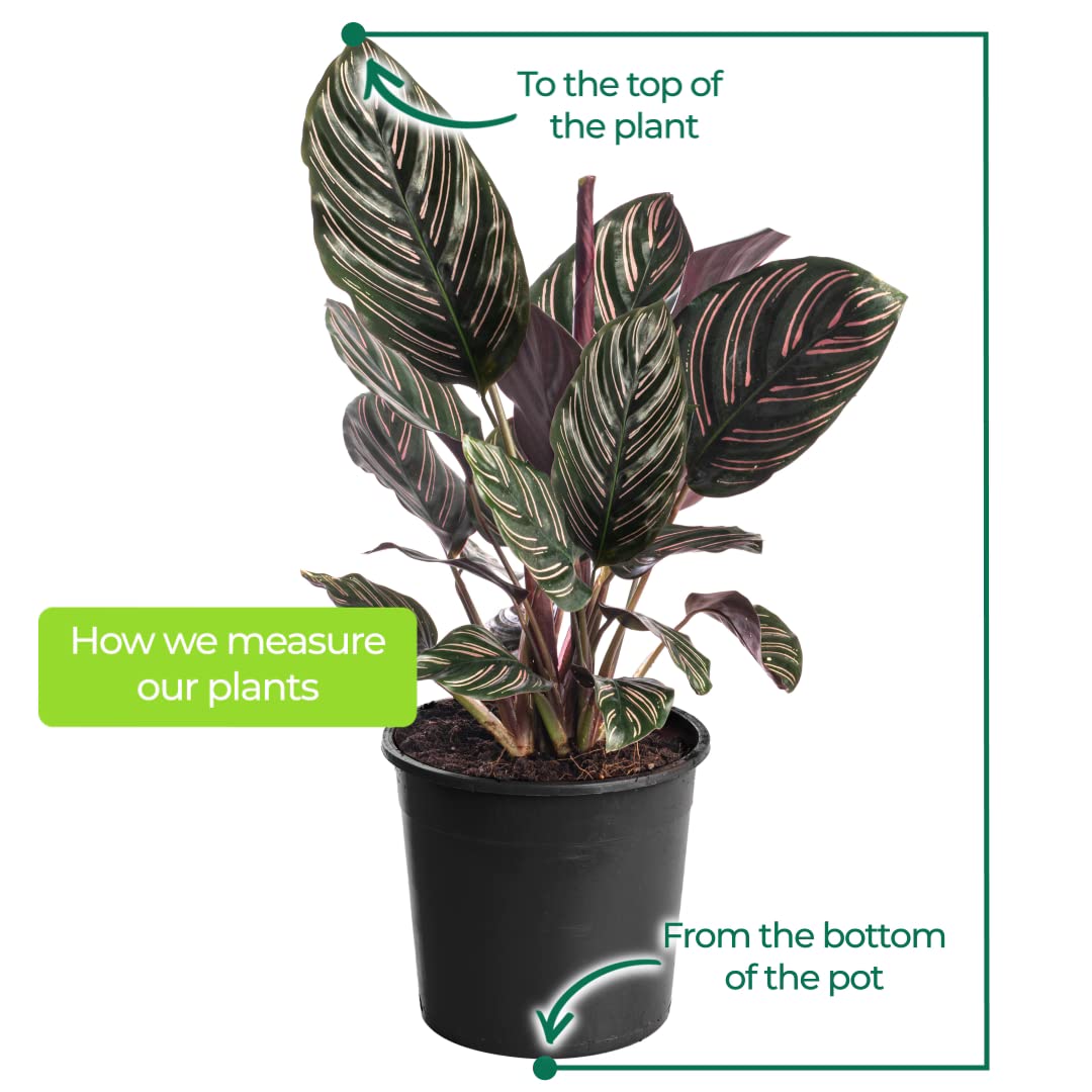 Calathea Ornata Große Zimmerpflanze Echter Immergrün Groß Selten