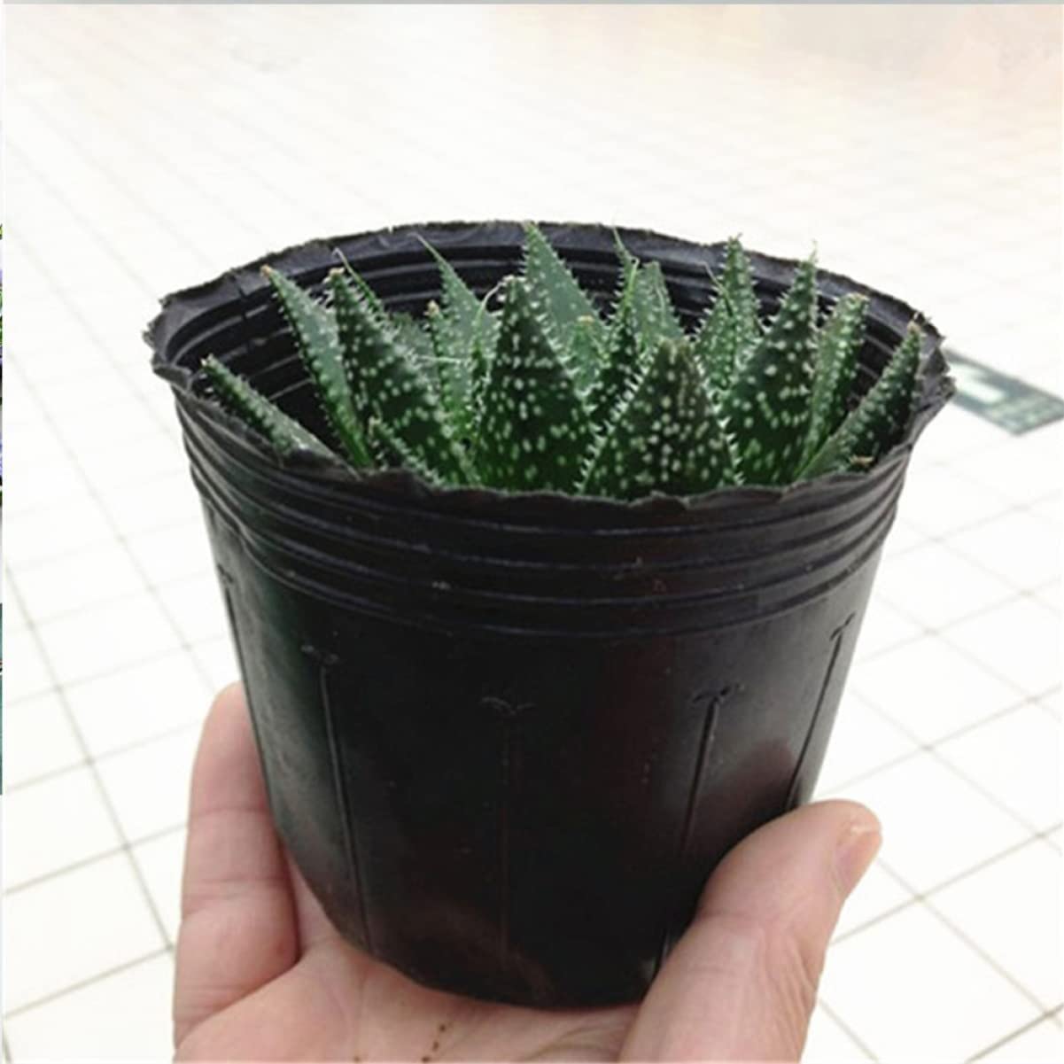 Jardin Fruits Légumes Pots De Semis Plateaux De Semences Plateau De Rempotage, 100 Pcs Dégradable En Plastique Récipient De Stockage En Plastique Simple Pot De Pépinière Outil De Jardin Semis Pot Nutr