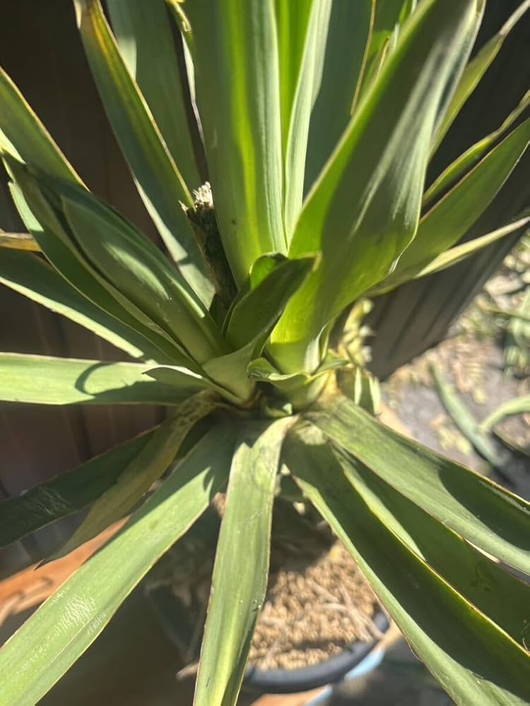 Amazon.co.jp: 新芽ありユッカグロリオサ 2ヘッド キミガヨラン