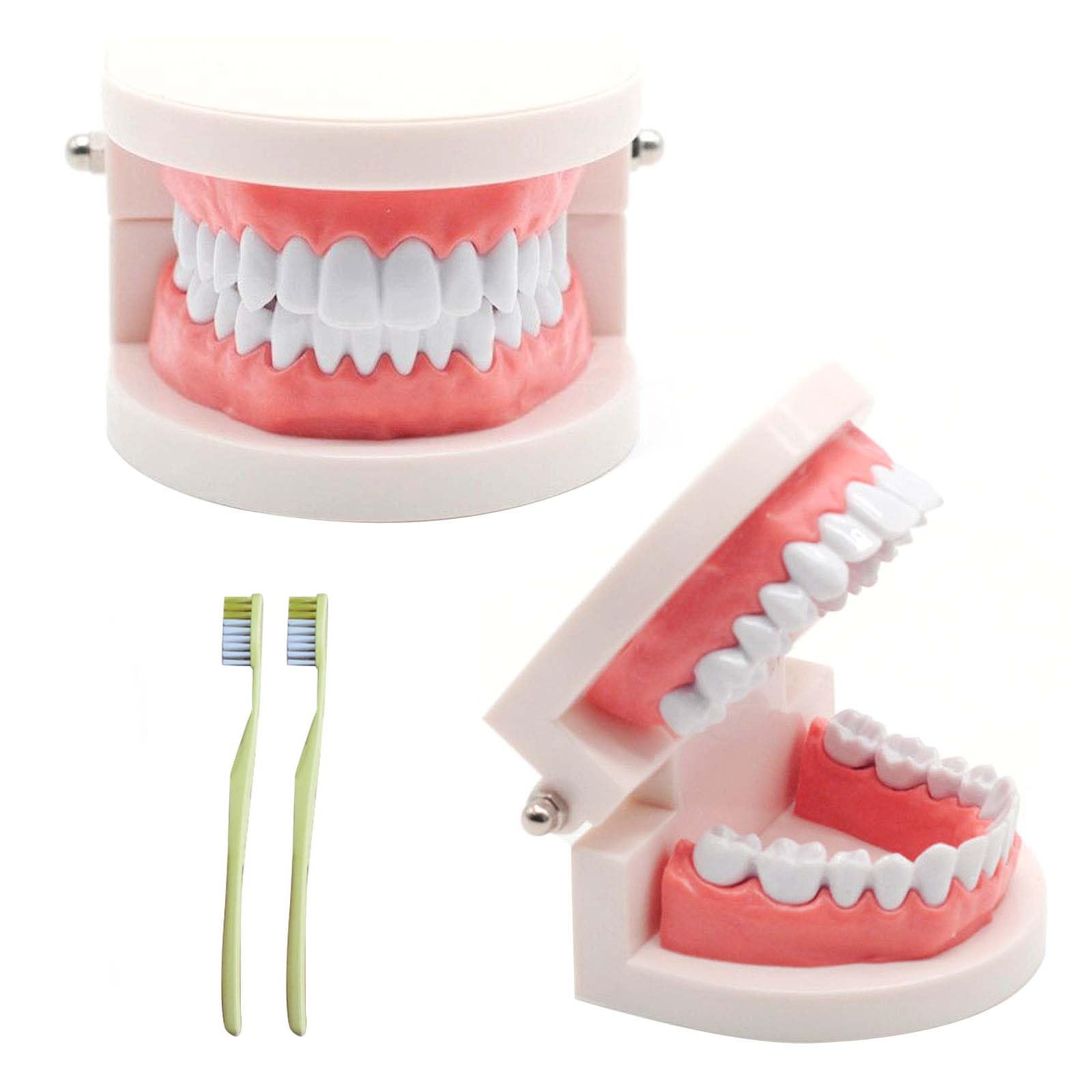 2 sztuki modeli do zębów z 2 sztukami szczoteczek do zębów, model do zębów dla dzieci, model do pielęgnacji zębów dla dzieci w klinikach dentystycznych lub przedszkolach