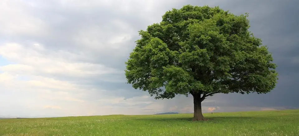 Laurel Oak (Quercus Laurifolia) — 3 Live Plants