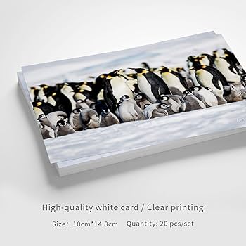 dear ポストカード Amazon | Dear Mapper ビンテージ 南極大陸 風景 ポストカード