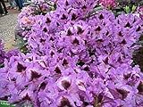 Rhododendron hybride Rhododendronpark Graal-Müritz 30-40