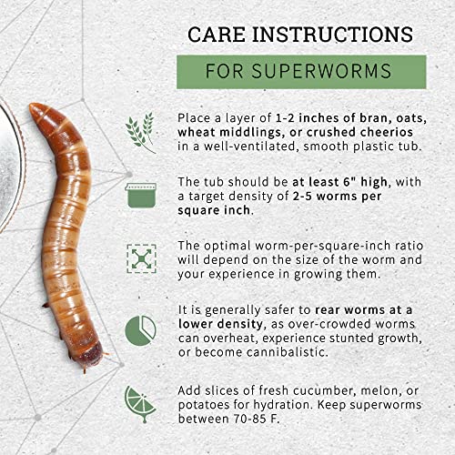 OVIPOST Live Superworms | 250 Count | Superworms Live for Reptiles, Large Bulk Arrival of Morio Super Worms Live Feed for Bearded Dragon, Lizard, Fish and Pet Food, 2 Inches Long - Image 6