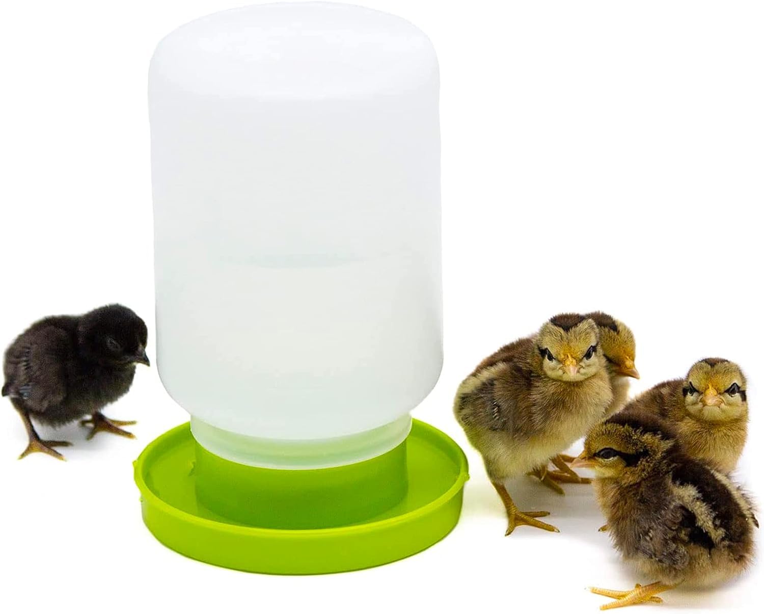 Mangiatoia E Abbeveratoio Per Pulcini - Plastica Trasparente, 1 Kg E 1,5 L - Foto 6