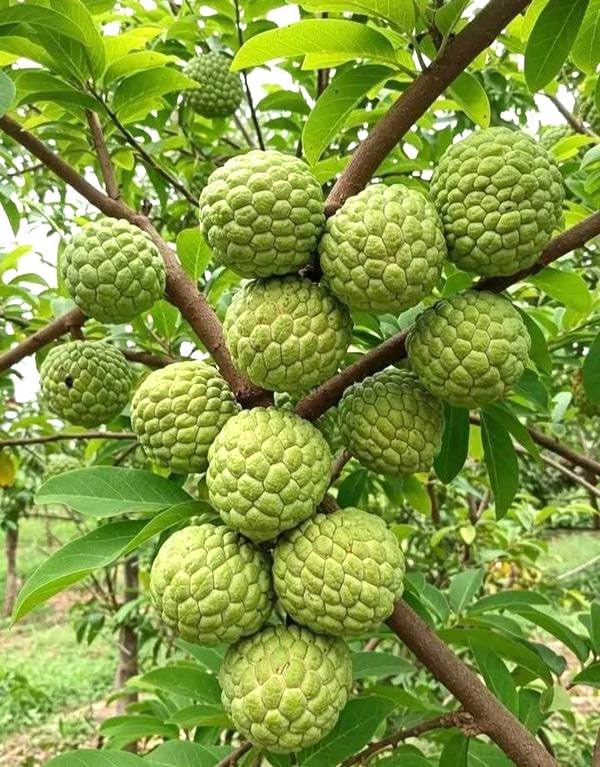 Green Sugar Apple Tree Live Plant | Tropical Annona Squamosa Custard Apple Tree | 30-36 Inches Tall | Well Rooted | Easy to Grow | Live Plant | No Ship to CA,HI,AK