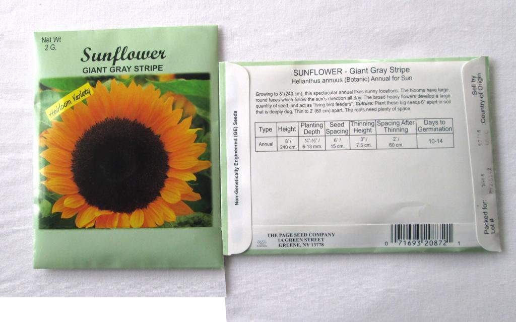 sunflower 2本 Texas Sunflower Sunset 2 Art Prints by Rob Greebon