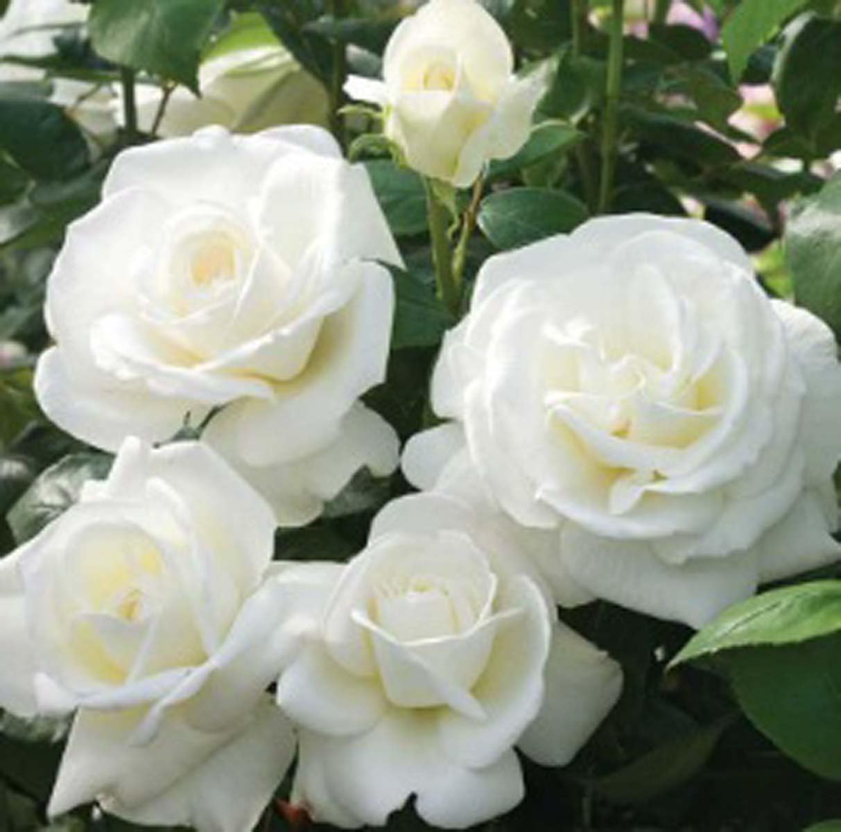 GOLAPKOLONY Desi Rose Flower Live Plant"White Climber All Season" Hybrid - 1 Healthy Live Decorative Flowering Plant 1-1.5 Ft Height in Nursery Grow Bag for Home Garden (B0CWHD7L6L) Amazon Price History, Amazon Price Tracker