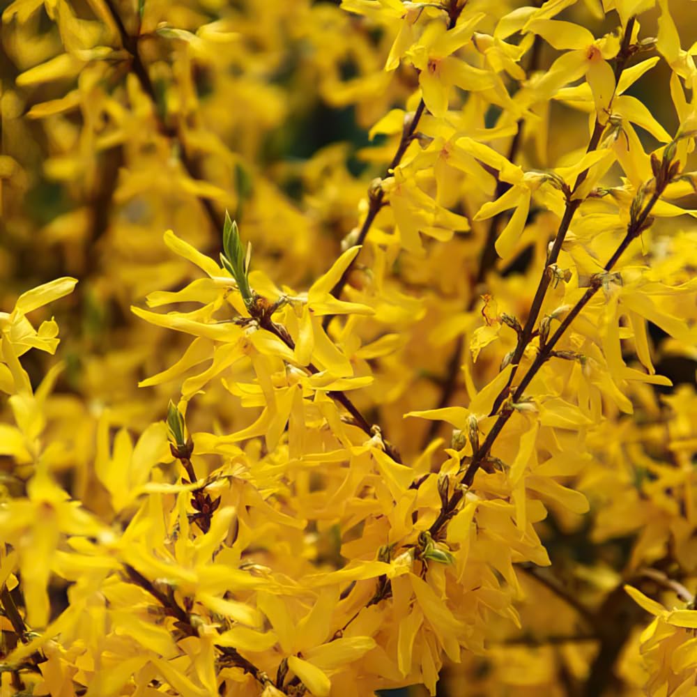 Forsythia ‘Discovery’. 9cm Plant x 2. A Profusion of Bright Yellow Fragrant Flowers. Available from Bedwen Plants