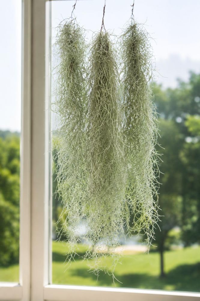 Ensemble de 3 Tillandsia usneoides