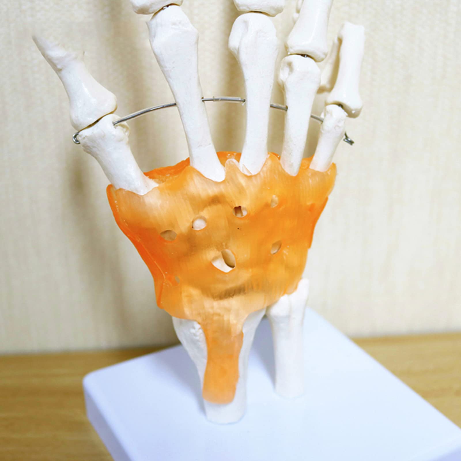 Anatomiczny Staw Dłoni Ludzkiej Z Więzadłami - Model Medyczny Stawu Nadgarstkowego W Naturalnej Wielkości - Pomoc Dydaktyczna W Nauczaniu Medycznym