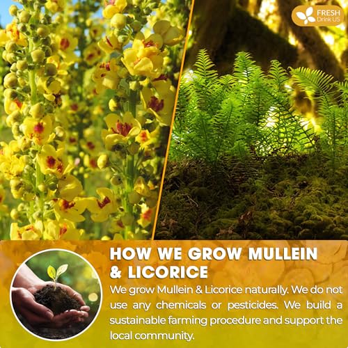 Image of FreshDrinkUS, Premium 55 Mullein Licorice Tea Bags, 100% Natural, Blend of Mullein Leaves, and Licorice Root. Made with Natural Material Tea Bags. No Sugar, Vegan.