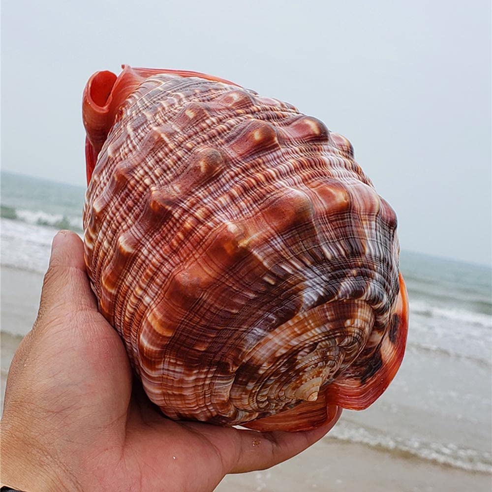 Grandi conchiglie naturali, Grande conchiglia marrone con motivo nautico, decorazione Turbo Polished, espositore da collezione a forma di granchio eremita, 5,2~7,2 pollici(7~7.2inch)