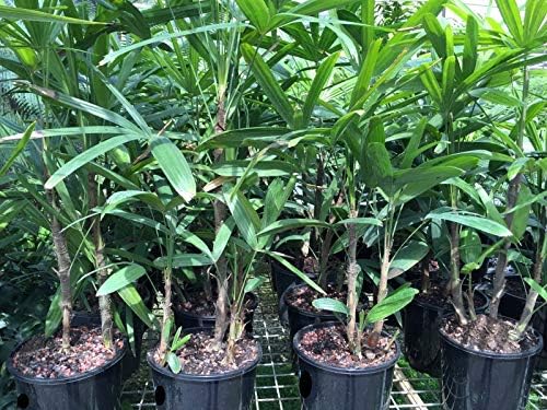 Miniatura 3 de Lady Palm - Planta viva en una maceta de cultivo de 10 pulgadas - Rhapis Excelsa - Hermosa planta de interior de aire limpio para interiores y