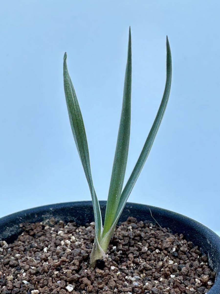 実生】ユッカ ブレビフォリア Yucca brevifolia ssp. jaegeriana